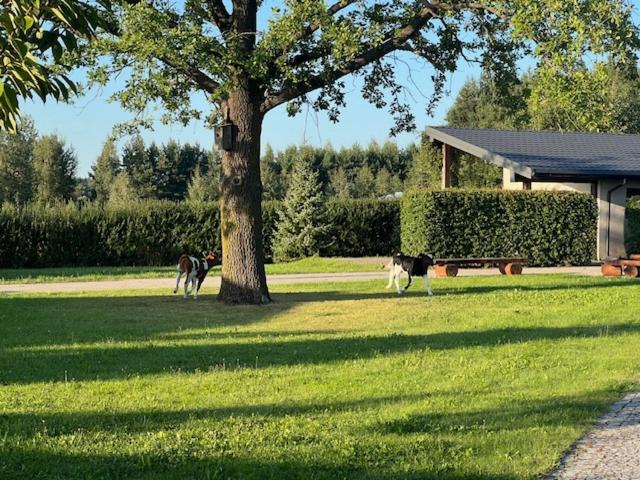 Na Skraju Puszczy Vila Hajnówka Exterior foto